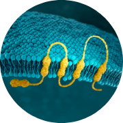 CLDN18.2 gastric cancer biomarker