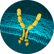 FGFR2b gastric cancer biomarker