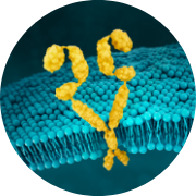 HER2 gastric cancer biomarker