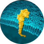 PD-L1 gastric cancer biomarker